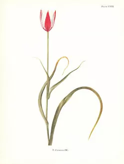 Species Collection: Lady tulip, Tulipa clusiana