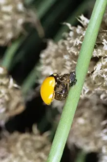 Emerging Prints: Ladybird just emerged from its pupa case