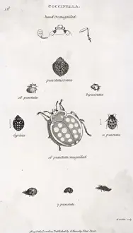 Punctata Prints: LADYBIRDS