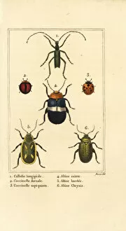 Ladybirds and flea beetles