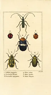 Images Dated 31st March 2020: Ladybirds and flea beetles