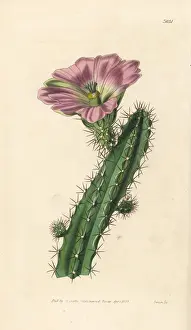 Jackson Prints: Ladyfinger cactus, Echinocereus pentalophus