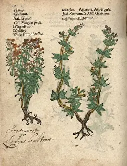 Adam Prints: Ladys bedstraw, Galium verum, and cleavers, Galium aparine