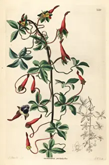 Ladys Prints: Ladys legs, Tropaeolum pentaphyllum
