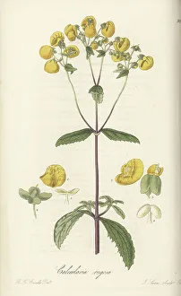 Exotic Flora Prints: Lady's purse, Calceolaria ascendens