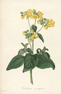 Magazine Of Botany Prints: Lady's purse or slipper flower, Calceolaria viscosissima