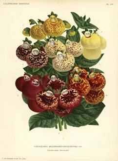 Linden Collection: Ladys purse varieties, Calceolaria arachnoidea