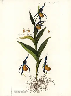 Ladys slipper orchid, Cypripedium calceolus