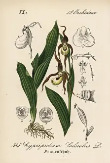 Ladys slipper orchid, Cypripedium calceolus