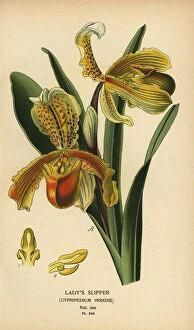 Orchid Collection: Ladys slipper orchid, Paphiopedilum insigne