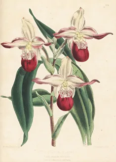 Volume 5 Prints: Lady's slipper orchid, Phragmipedium -- sedenii