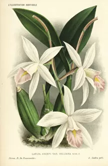 Anceps Gallery: Laelia anceps orchid