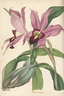 Magazine Of Botany Prints: Laelia anceps orchid