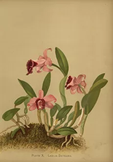 Laelia dayana or Cattleya bicalhoi orchid