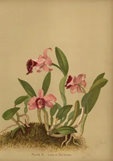 Orchids Gallery: Laelia dayana or Cattleya bicalhoi orchid