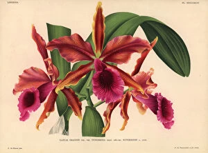Iconography Gallery: Laelia grandis var Tenebrosa sub-var superbiens orchid