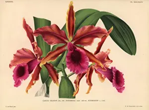 Brussels Prints: Laelia grandis var Tenebrosa sub-var superbiens orchid
