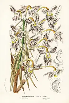 Laelia lyonsii orchid