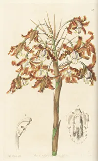 Miss Drake Prints: Laelia marginata orchid