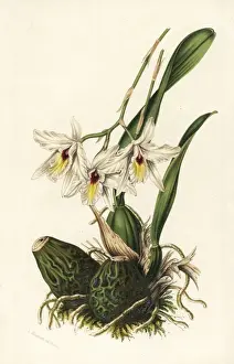 Laelia rubescens orchid