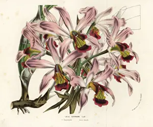 Guatemala Prints: Laelia superbiens orchid