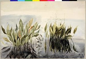Images Dated 23rd December 2010: Lagan Study of Weeds