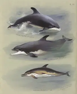 Bottlenose Prints: Lagenorhynchus albirostris, Delphinus delphis & Tursiops tru