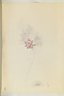 Images Dated 6th February 2015: Lagerstroemia indica, Crape myrtle
