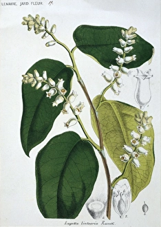 Malvales Collection: Lagetta lintearia, lace-bark tree