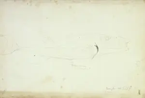 Johann George Adam Prints: Lagocephalus sceleratus, silver toadfish