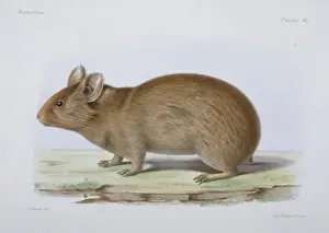 Lagomorph Prints: Lagomys tibetanus