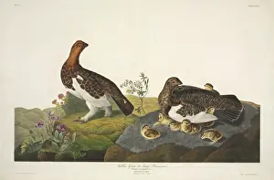 Camellieae Prints: Lagopus lagopus, willow grouse