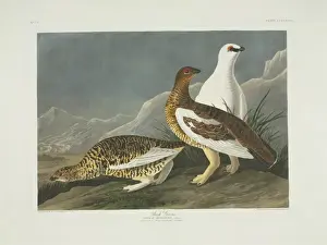 Lagopus muta, rock ptarmigan