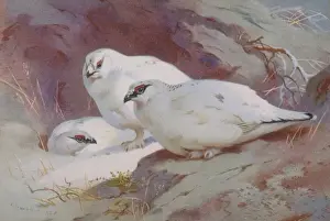 Lagopus muta, rock ptarmigan