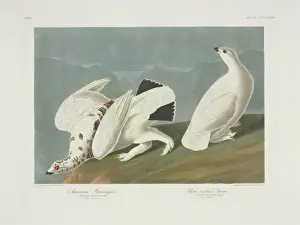 Lagopus muta, rock ptarmigan, Lagopus leucura, white-tailed
