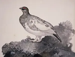 Lagopus Prints: Lagopus mutus, rock ptarmigan