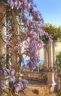 Lago Prints: Lake Como - Wisteria growing in a terrace garden