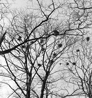 Lake district: Rookery