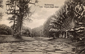 Lily Gallery: Lake in a park, Buitenzorg, West Java, Indonesia