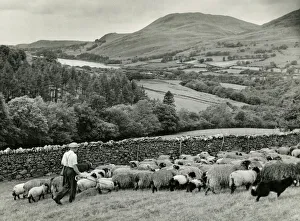 Shining Collection: Lakeland Shepherd