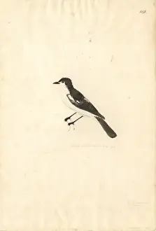 Johann George Adam Prints: Lalage leucopyga, long-tailed triller