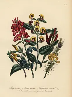 Purpurea Prints: Lalage, scottia, templetonia and other species