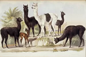 Breeding Collection: Lama pacos, alpaca