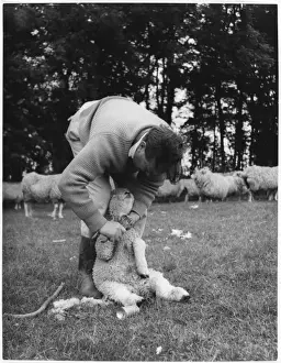 Lamb with Foot Rot