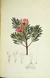 Captain Cook Collection: Lambertia formosa, honey flower