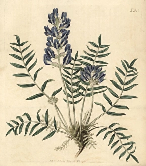 Lamberts oxytropis, Oxytropis lamberti Lamberts oxytropis, Oxytropis lamberti