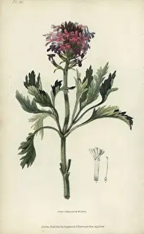 Richardmorris Prints: Lamberts vervain, Verbena lamberti