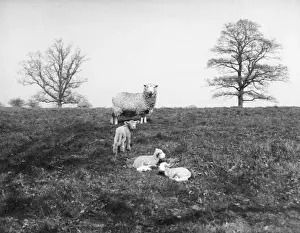 The Lambing Season