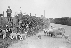 Images Dated 13th September 2012: Lambing Season