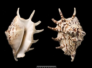 Araneae Gallery: Lambis lambis, common spider conch